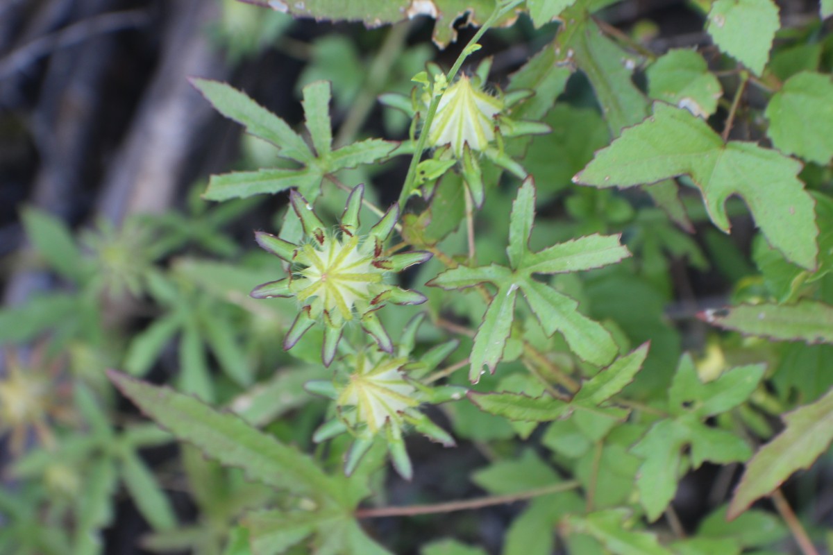 Hibiscus surattensis L.